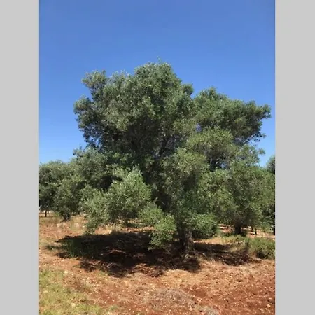Trullo Magico شقة *